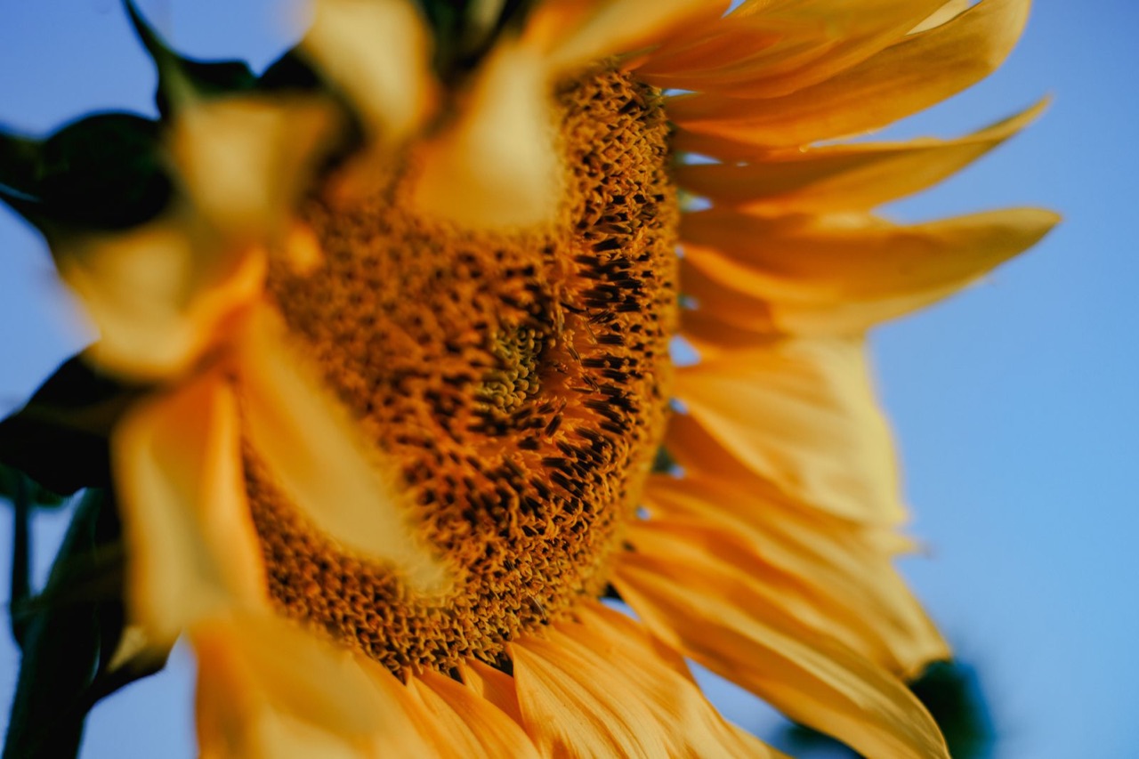 Vida à Flor da Pele — Veiling Holambra · Ovo Films (foto 2)