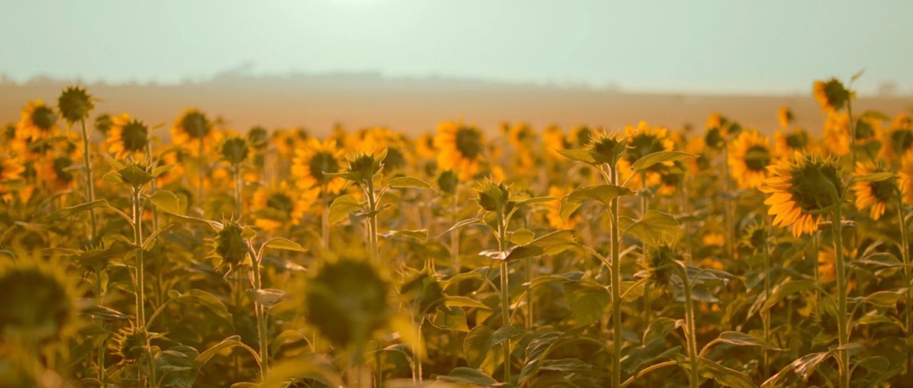 Vida à Flor da Pele — Veiling Holambra · Ovo Films (foto 11)